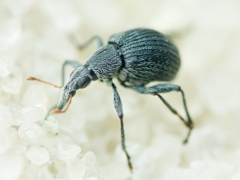 Apionidae Schönherr, 1823